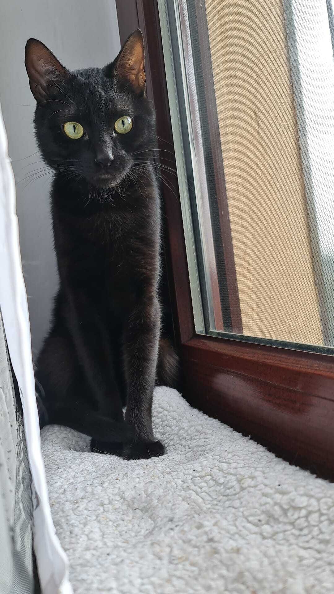 Das ist unser Stubenkater Keks. Von klein auf lebt er in unserer Familie. Bevor wir ihn bei uns Aufnahmen lebte er auf einem Bauernhof. Er liebt es an dem Fenster zu sitzen und die Umgebung bzw. die Nachbarn zu beobachten. Desweiteren spielt er gerne und macht es sich auf seinem Kratzbaum bequem. Doch auch das Sonnetanken und schmusen macht ihm besonders viel Spa&szlig;.