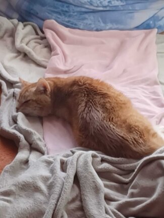 Unser Lumpi ist eine Tierheimkatze, die wir mit 4jahren a&szlig; dem Tierheim geholt haben, seitdem ist er ein fester Bestandteil unserer Familie. <br />
Lumpi schl&auml;ft , miaut mega gerne, frisst alles was bei 3 nicht auf dem Baum ist. ????Kuscheln ist sein Leben, genauso wie Auto fahren und im Wasser spielen!