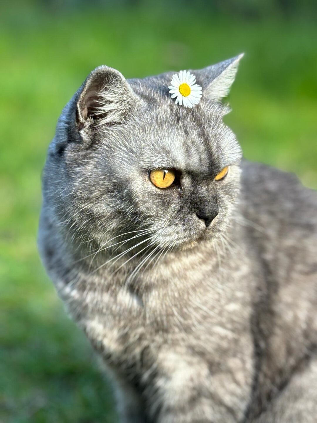 Ich hei&szlig;e Holly und bin eine kleine BKH Diva. Leider habe ich HCM und eine angeborene H&uuml;ftdysplasie aber mein Frauchen k&uuml;mmert sich liebevoll um mich. Die t&auml;gliche Tablettengabe wegen meiner Herzkrankheit nervt aber ich hoffe ich kann noch lange hier die Gegend unsicher machen. Liebe Gr&uuml;&szlig;e an alle