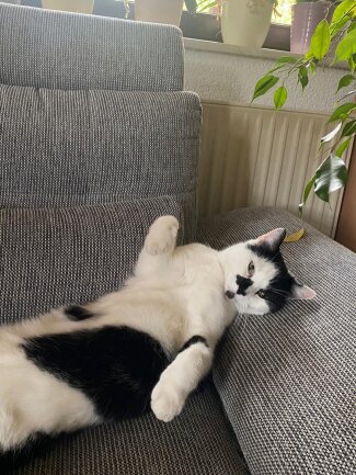 Manni ist der Chillk&ouml;nig schlechthin. Auf seine Sofaecke darf nur er, alle anderen werden weggedr&auml;ngelt. Es ist sein Ort der Ruhe.