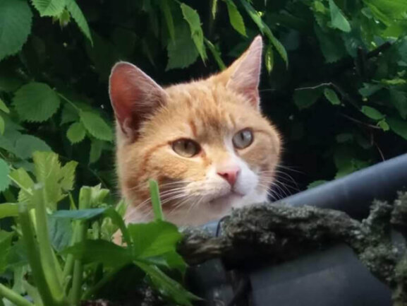 Unser Anton ist immer in Aktion,er lebt in der Natur mit Familien Anschluss,er ist anh&auml;nglich und ist ein sprechender Kater ????