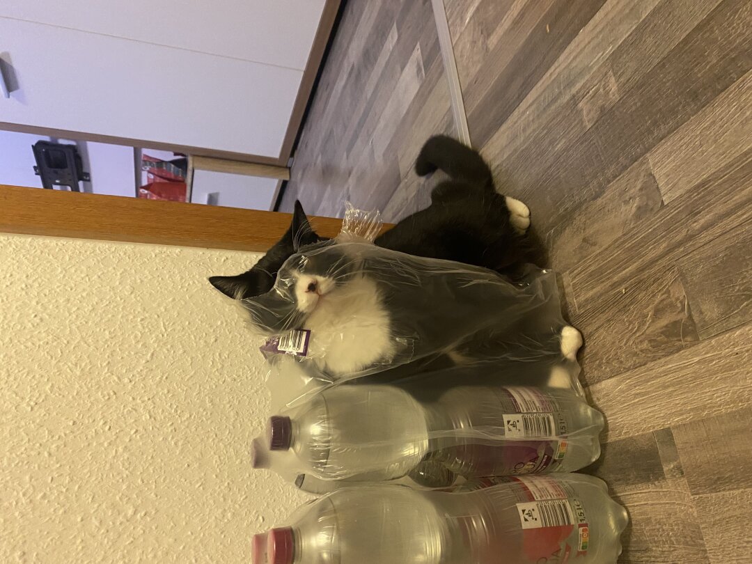 Mein kleiner verspielter Kater dachte w&auml;hrend die Mama gekocht, k&ouml;nnte ich mich ja mal als Flasche tarnen mal gucken ob sie mich findet????????<br />
<br />
Ich w&uuml;rde von dem kleinen Racker vor einem Jahr ausgesucht und es hat gepasst wie ein Deckel auf einen Eimer er liebt mich genauso wie ich ihn und ich w&uuml;rde alles f&uuml;r den kleinen machen und ja manchmal ist er auch etwas zu verw&ouml;hnt, aber das &auml;ndert sich jetzt demn&auml;chst wenn er seine kleine Schwester bekommt:)<br />
Und inspiriert ein Haustier zu haben hat mich nicht wirklich was dadurch ich mit Tieren aufgewachsen bin und es nicht anders kenne:)<br />
Ich selber arbeite in der Gastronomie und finde es manchmal schade wenn ich l&auml;nger arbeiten muss das der kleine zuhause ist und wartet aber er hat ja jetzt bald eine kleine Schwester:)