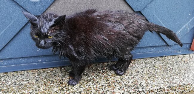 Melanie ist als streunende Katze vor etwa f&uuml;nf Jahren zu uns gekommen und ist inzwischen ein festes Familienmitglied. Aber wir kennen leider ihr genaues Alter nicht.<br />
<br />
Zu dem Bild gibt es eine lustige Geschichte: Eines Mittags war Melanie hungrig und versuchte, ein paar frisch gebratene W&uuml;rstchen vom Herd zu stibitzen. Deshalb sprang sie auf den Tisch neben dem Herd. Wir waren zu dem Zeitpunkt drau&szlig;en und bekamen deshalb nichts davon mit.<br />
Als wir das Haus betraten sahen wir aber eine &Ouml;lspur, die durch das Haus lief. In der K&uuml;che sahen wir dann, was passiert war: Melanie sprang in die kalte Fritteuse, riss diese vom Tisch und rannte dann panisch durchs Haus. Gl&uuml;cklicherweise waren alle T&uuml;ren zu dem Zeitpunkt geschlossen bis auf die ins Badezimmer und dort fand ich sie dann, komplett durchn&auml;sst. Von dort lief sie dann raus, wo das Foto entstanden ist, aber aus Sorge davor, dass sie krank werden k&ouml;nnte, brachten wir sie zur&uuml;ck ins Haus.<br />
Dort spritzten wir sie in der Badewanne mehrmals ab, sowohl mit, als auch ohne Seife. Wir bestreuten sie ebenfalls mit Mehl (die panierte Katze war also fast frittierfertig) um das &Ouml;l zu binden. So konnten wir einen gro&szlig;en Teil des &Ouml;ls entfernen, aber es dauerte noch einige Tage bis sie komplett &ouml;lbefreit war, an der Wand in der K&uuml;che sieht man den Fleck aber heute noch.<br />
Seitdem hat Melanie nie wieder versucht, etwas vom Herd zu mopsen.