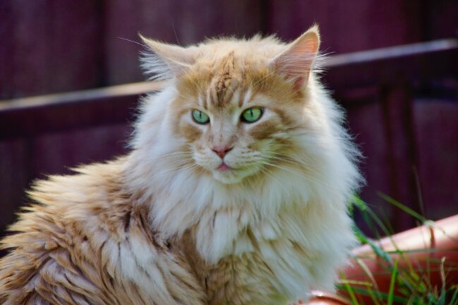 Wie halt eine Maine-Coon Katze halt ist. Es wird in den unm&ouml;glichsten Positionen geschlafen, dann darf man ihr das Futter reichen und zur Verdauung ist ein nachfolgender Spaziergang durch die nachbarschaftlichen Grundst&uuml;cke zur Herstellung der Katzenordnung notwendig. Gegebenenfalls werden auch fremde H&auml;user erkundet, ob es dem Besitzer gef&auml;llt oder nicht, das ist zweitrangig.