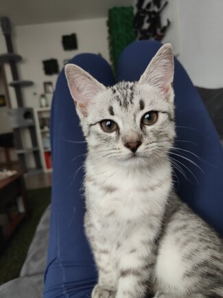 Die kleine Elfriede kam letzten Oktober als dritte Katze zu uns. H&auml;tten wir die nicht adoptiert, w&uuml;rde sie wahrscheinlich nicht mehr leben... Damit ist unsere Katzenfamilie jetzt komplett. Sie ist zuckers&uuml;&szlig; und wei&szlig; das auch genau. Sie kann alle um den Finger wickeln. <br />
Spielend bringt Sie leben in unsere Bude, Elfriede ist genau wie unsere anderen zwei ???? einfach eine Bereicherung f&uuml;r uns!