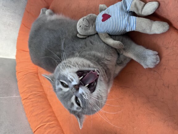 Weg gegangen-Hundeplatz gefangen (analog Foto) -das ist Rune-unser Waschb&auml;r, er kugelt sich immer rum aber wenns interessant wird und irgendwo Plastik raschelt ist er am Start-am liebsten am Toastbrot oder Toilettenpapier -also IMMER die Verpackungen nicht der Inhalt :-) alles was bei 9 nicht auf dem Baum ist an Plastik wird angenagt-Gottseidank ohne Folgeschaden bisher-aber man muss schnell sein im reagieren????.<br />
Ausgiebiges G&auml;hnen kurz bevor es interessant wird oder gespielt wird ist bei Rune Pflicht . Uuund ganz wichtig: Bruders Futter immer zuerst fressen bevor es ans Eigene geht&hellip;