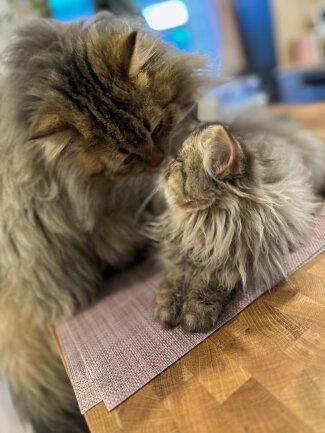 Eddy ist ein wundervoller gro&szlig;er Bruder f&uuml;r Wilma. Er k&uuml;mmert sich von fr&uuml;h bis sp&auml;t um ihr Wohl. <br />
Auch das Spielen miteinander ist das sch&ouml;nste was es gibt und anschlie&szlig;end wird ausgiebig gekuschelt!