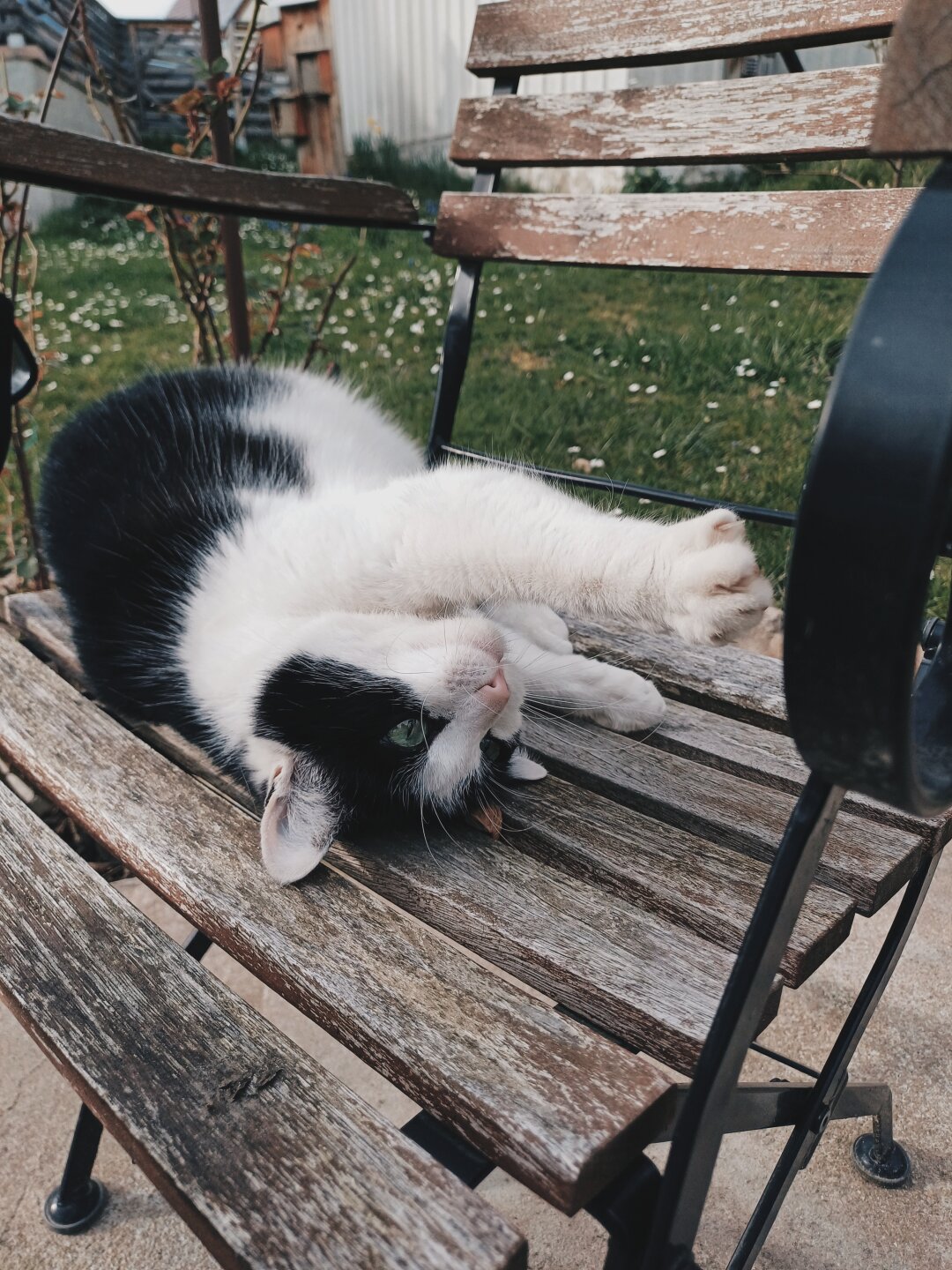 Flecki ist die Katze unseres verstorbenen Nachbars. Vor 3 Jahren ist sie &uuml;ber unserem Grundst&uuml;ck spaziert und kommt uns jetzt zeit dem tgl. besuchen f&uuml;r Leckerlis und kurz schmusen und dann geht es weiter auf Erkundungstour durch die Nachbarschaft.