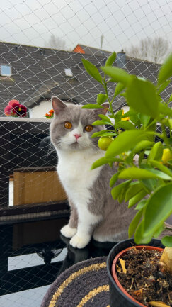 Hallo ich bin Carlo, ein Britisch Kurzhaar Kater. <br />
Am liebsten jage ich meine Freundin Rosi durch die Wohnung und halte meine Dosen&ouml;ffner auf Trapp, indem ich mir jeden Tag neuen Rotz einfallen lasse damit ihnen nicht langweilig wird mit mir.????