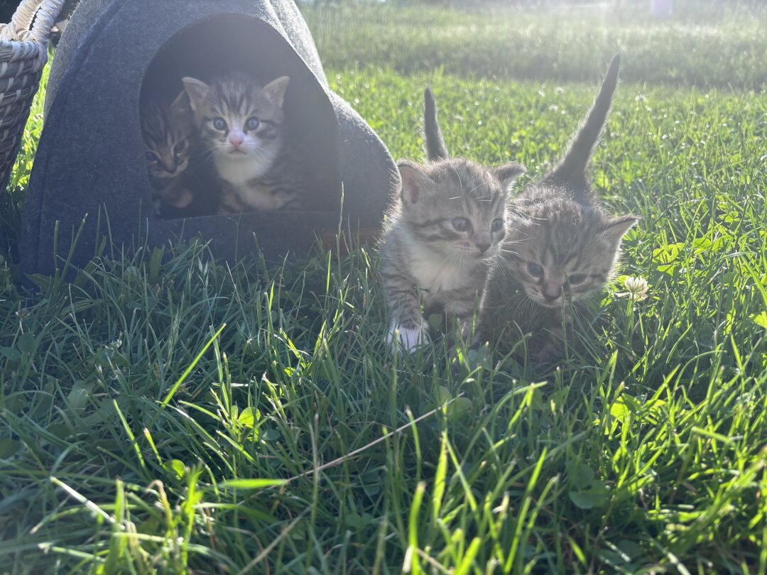 Wir haben im Mai von unserer Katze Borsti vier kleine s&uuml;&szlig;e Katzenbabys bekommen ????. Sie sind wundervoll und stellen unseren ganzen Alltag sprichw&ouml;rtlich auf den Kopf.