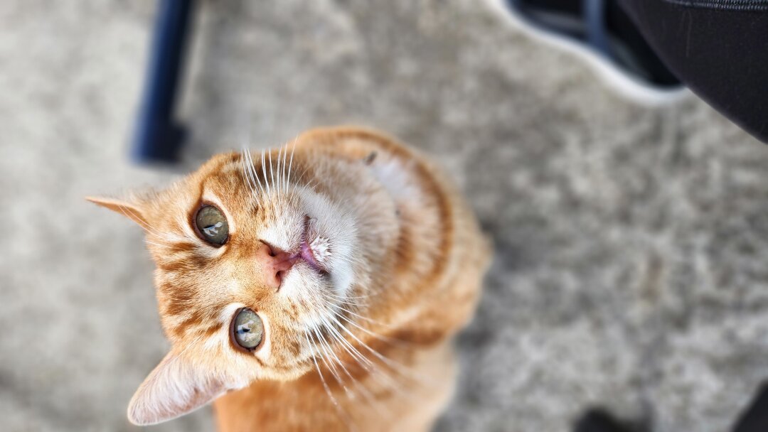 Frodo liebt seine Katzenmilch. Niemand trinkt seine Milch so laut und mit so viel Hingabe wie er. Und sie muss immer alle werden, egal wieviel es ist. Der Schnappschuss zeigt die kleine Milchschnute zufrieden direkt nach dem Trinken noch mit Milchbart.