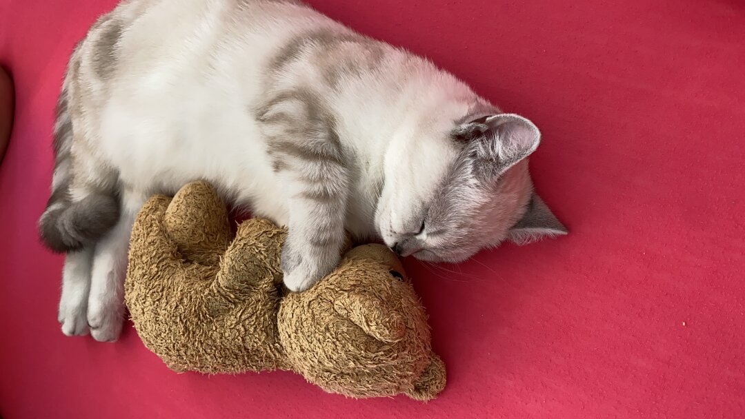 Ich habe meine britisch Kurzhaar Katze Seiddem er 3 Monate ist, also von klein an. Es war Liebe auf den 1. Blick - und ich bin f&uuml;r ihn bis nach Regensburg gefahren um ihn zu holen :)<br />
Wir sind ein eingespieltes Team, und k&ouml;nnen nicht ohne uns. <br />
Jeden Morgen geh ich mit ihm gassi- da wir gerade in unser Haus gezogen sind. Hier hat er jede Menge Platz zum toben. Unser abendliches Ritual nach viel spielen - ist ganz viel kuscheln im Bettchen bis er dann auf fu&szlig;ende einschl&auml;ft. Kurz gesagt: Baileys muss mind. 100 Jahre werden :) ich liebe ihn! ????