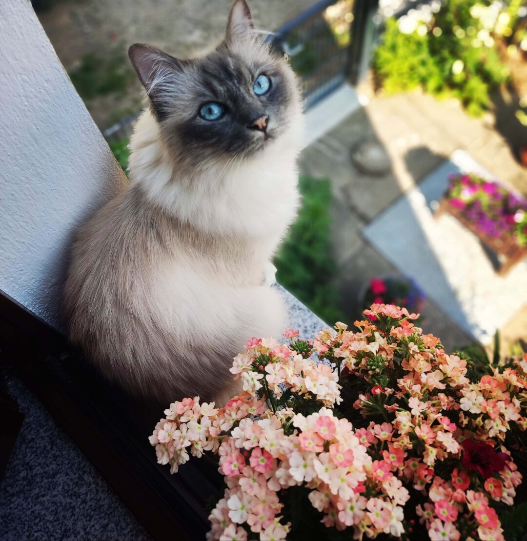 Giulio ist 5 Jahre alt und ist eine Heilige Birma Katze. Er liebt es am offenen Fenster zu sitzen und die Natur zu beobachten. Giulio ist ab und an auch eine kleine Schlafm&uuml;tze und schl&auml;ft viel.