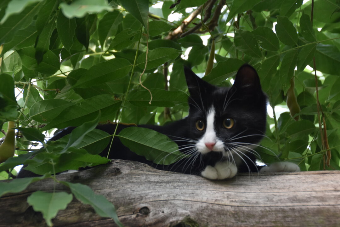 ich wollte als Kind immer eine Katze haben hab sie nie bekommen, nun kann ich selbst entscheiden und so kam der Moritz in mein Haus, er hat sofort alle Herzen erobert, er war der Kleinste aus einem Wurf von 8 Kindern und wurde liebevoll mit der Pipette ern&auml;hrt, das sah man ihm bei unserem ersten Treffen garnicht mehr an, er liebt es zu klettern und ist als Freig&auml;nger unterwegs, da ich keine Schrankwand oder h&ouml;here M&ouml;belst&uuml;cke besitze ist der Kratzbaum ein beliebter Aussichtsplatz am Fenster wenn das Wetter mal schlecht ist. Ich m&ouml;chte ihn nicht mehr missen diesen kleinen Kerl.