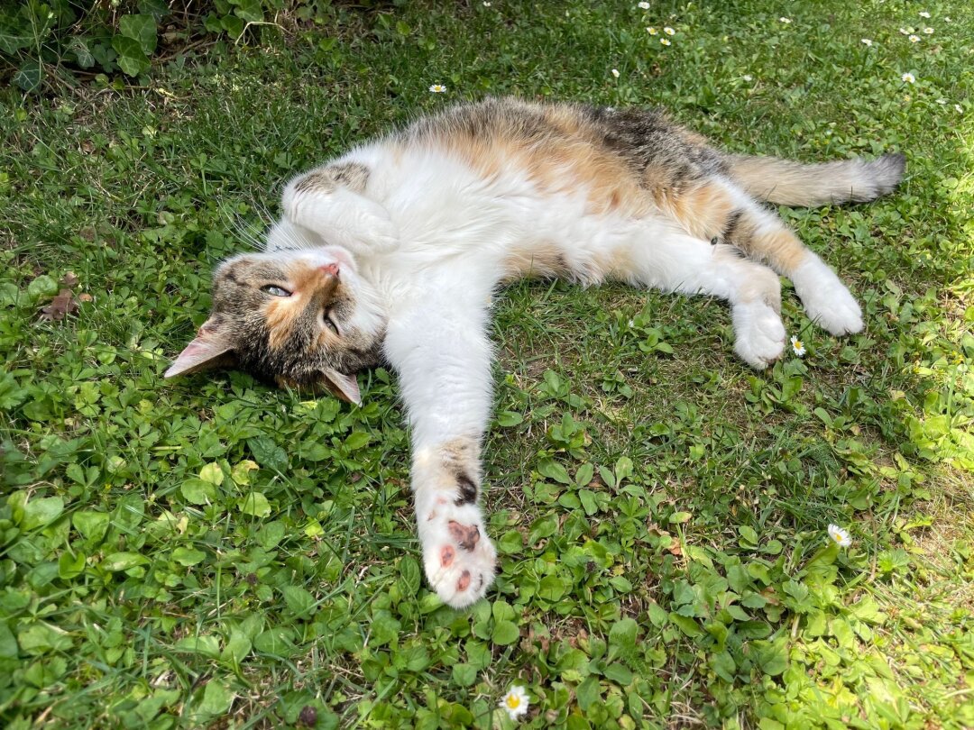 Immer wenn unsere Kimba eine Maus gefangen hat, legt sie danach eine Pause ein.