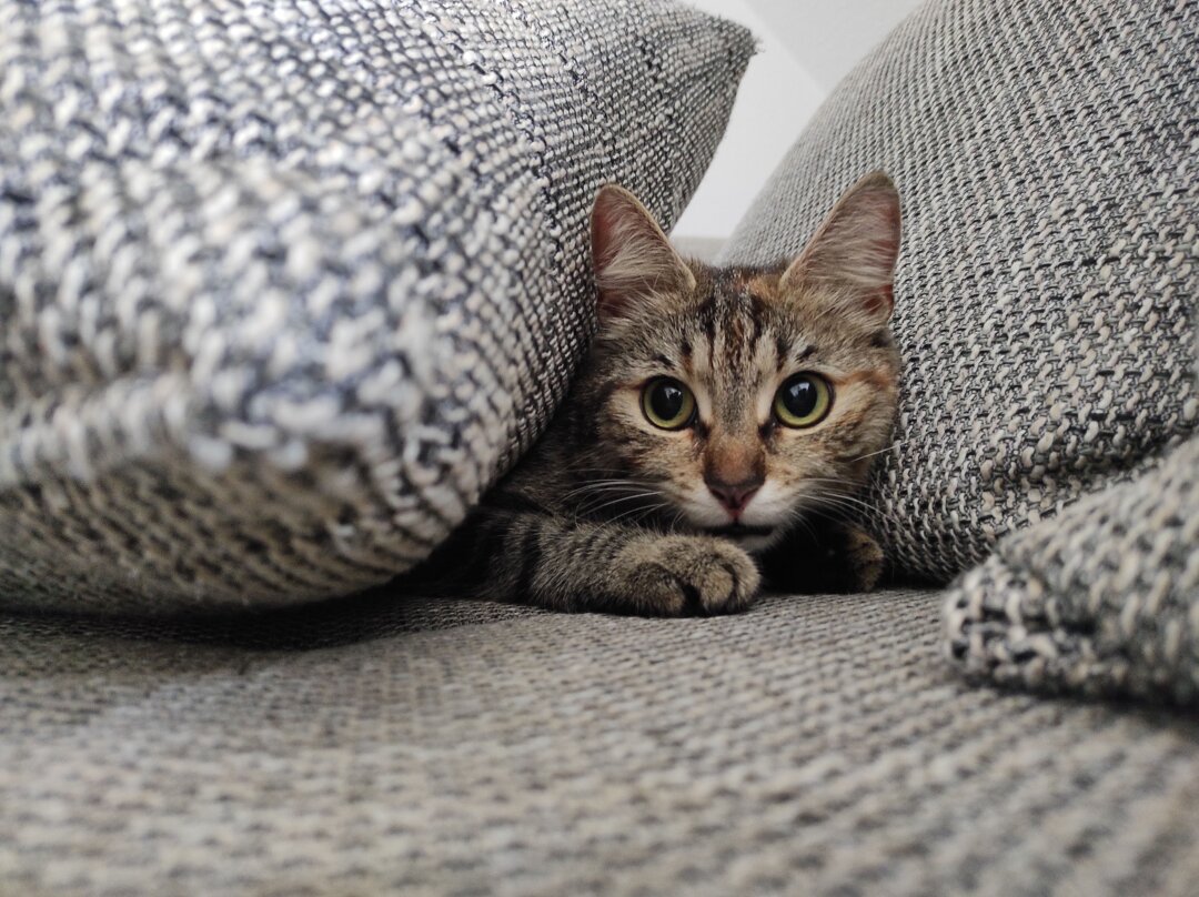 Lucy haben wir als Kitten bei uns aufgenommen und sie sofort in unser Herz geschlossen. Sie ist sehr intelligent und konnte bereits den ein oder anderen Trick lernen. Ihre jugendliche Energie lebt sie gerne drau&szlig;en auf Wiesen und B&auml;umen aus.