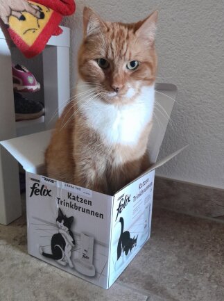 Das ist unser Kater Felix, wir haben ihn vor 9 Jahren zu uns geholt.  Mein Mann und ich sind beide mit Katzen aufgewachsen, deshalb war uns klar das wir auch welche holen werden. Mittlerweile sind sie zu viert. Unser Felix ist der &auml;lteste. Er schl&auml;ft jede Nacht mit uns und ist sehr verschmust.  Nat&uuml;rlich sitzt er immer in jeder Kiste, deshalb haben wir dieses Foto ausgew&auml;hlt. <br />
Ich hoffe ihr habt viel Freude mit dem Foto, dass ist unser Felix ????