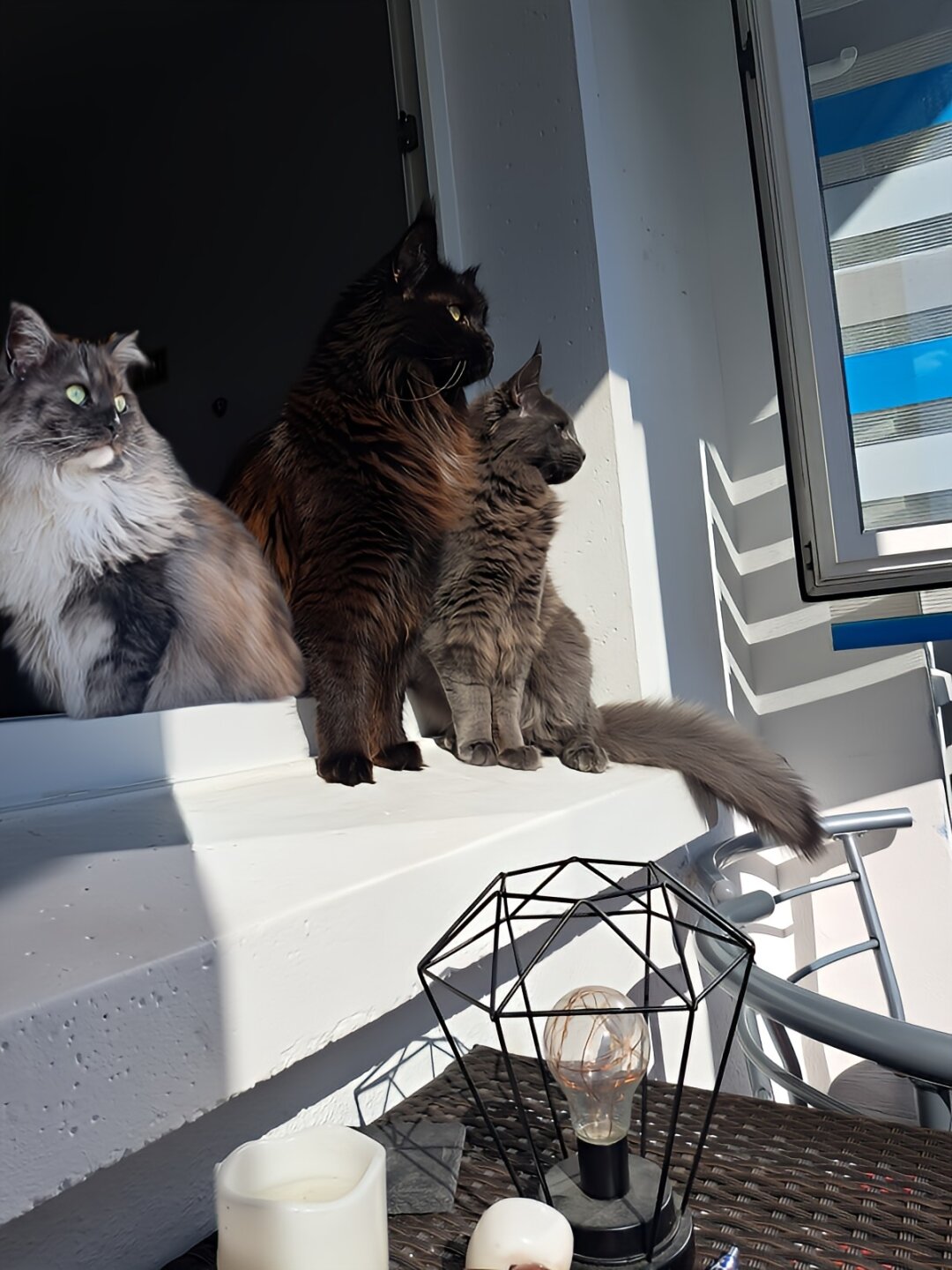 Meine Ragna und Wilma sind &uuml;ber 1 Jahr alt und mein Loki ist 7 Monate alt.. Haben sich sehr gerne.. Und ich liebe Mainecoons und wollte immer eine haben und habe mein Traum erf&uuml;llt. Sie sind wie Hunde. Hab denen viel beigebracht zum beispiel Pf&ouml;tchen geben. Sie sind gerne auf den Balkon und sonnen sich. Sie haben 5 Kratzb&auml;ume, k&ouml;nnen viel klettern....