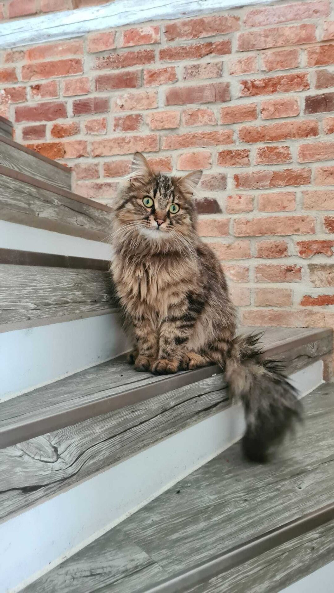 Herr Flauschig lebt seit einem Jahr in unserer Familie. Er ist ein sehr lebhafter Main Coon Mischling und versteht es bestens, seine Dosen&ouml;ffner im den Finger zu wickeln. Wir lieben Katzen, da sie einen sehr eigenen Charakter haben. Doch sie sind auch sehr dankbar, lieben ihre Menschen und spenden Trost. Wir hoffen unseren Flauschi noch lange in unserer Familie zu haben.