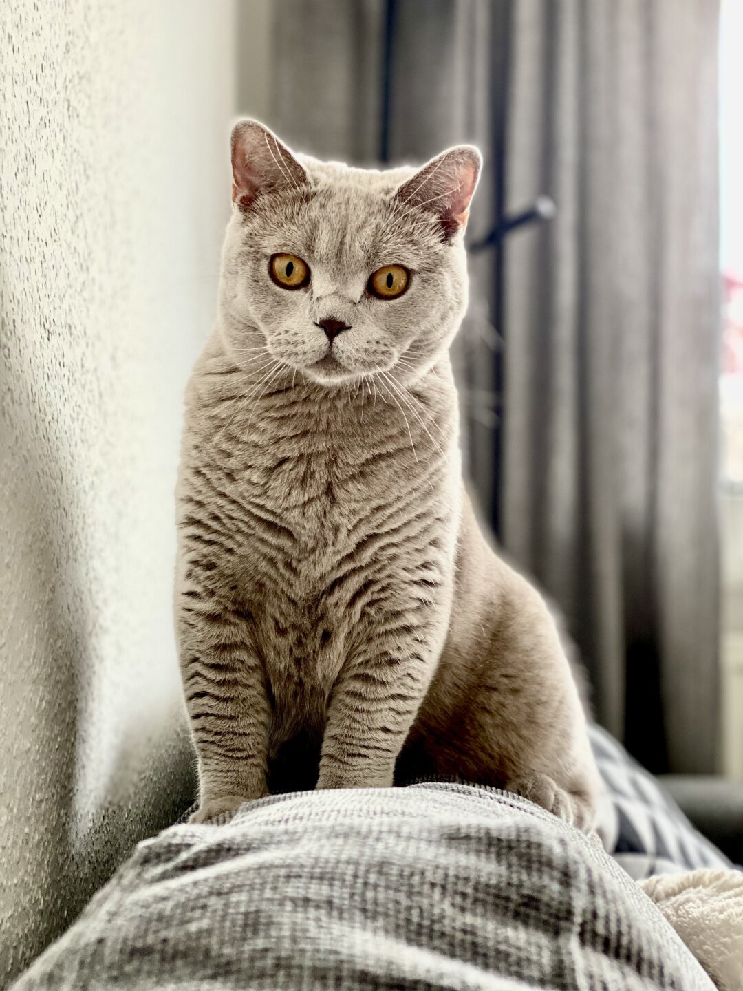 Oskar ist der wohl faulste und verfressenste Kater. Selbst spielen mag er nicht. Kuscheln mag er auch nicht. Eigentlich mag er gar nichts, au&szlig;er fressen &amp; schlafen. Aber ich lieb&lsquo; ihn trotzdem &uuml;ber alles. Er hat immer alles im Blick &amp; ist eine treue Seele.