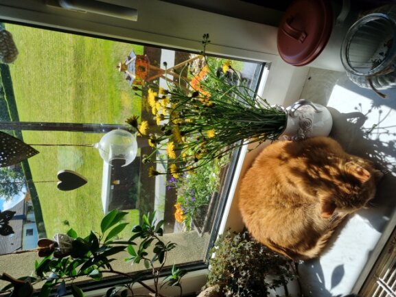 Leo haben wir von Geburt an, er ist bei uns Zuhause im Schlafzimmerschrank geboren und mit seinen Geschwistern aufgewachsen. Leo hatte zu Ostern leider einen Schlaganfall, aber er hat ihn ohne bleibende Sch&auml;den &uuml;berstanden.Wir haben zur Zeit 8 Katzen und alle zwischen 18-15 Jahre, es ist so harmonisch. Einfach traumhaft.