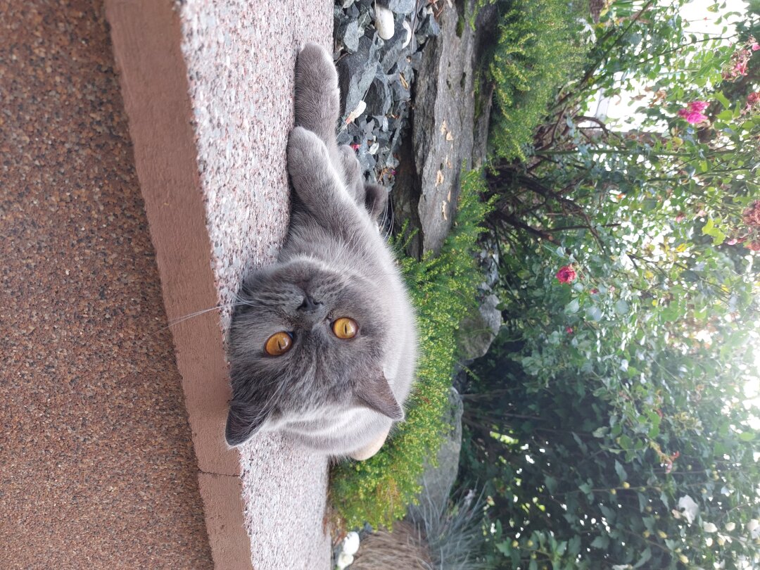 Der Kleine Rocky genie&szlig;t den Fr&uuml;hling im Garten!