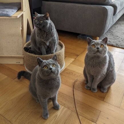 Unser Grizzly ist mit seinen 17 Jahren der &auml;lteste Kater aus der Katzenbande. Leto und Mio sind Br&uuml;der, mit einem Jahr Altersunterschied. Leto ist bald 4 und Mio wird dieses Jahr 3. Alle verstehen sich super und erg&auml;nzen unsere Familie perfekt. Darum habe ich mich f&uuml;r dieses Bild entschieden, da alle 3 unsere Lieblinge sind. Auch wenn man noch hunderte andere Fotos aus der Bildergalerie des Handys h&auml;tte nehmen k&ouml;nnen ;-)