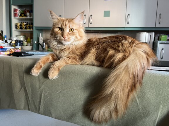 Elly ist eine Maine Coon. Sie ist sehr Menschenbezogen und ist sehr auf ihr Frauchen fixiert. Sie spielt gerne mit den Kindern oder planscht im Waschbecken mit Wasser. V&ouml;gel beobachtet sie auch sehr gerne.