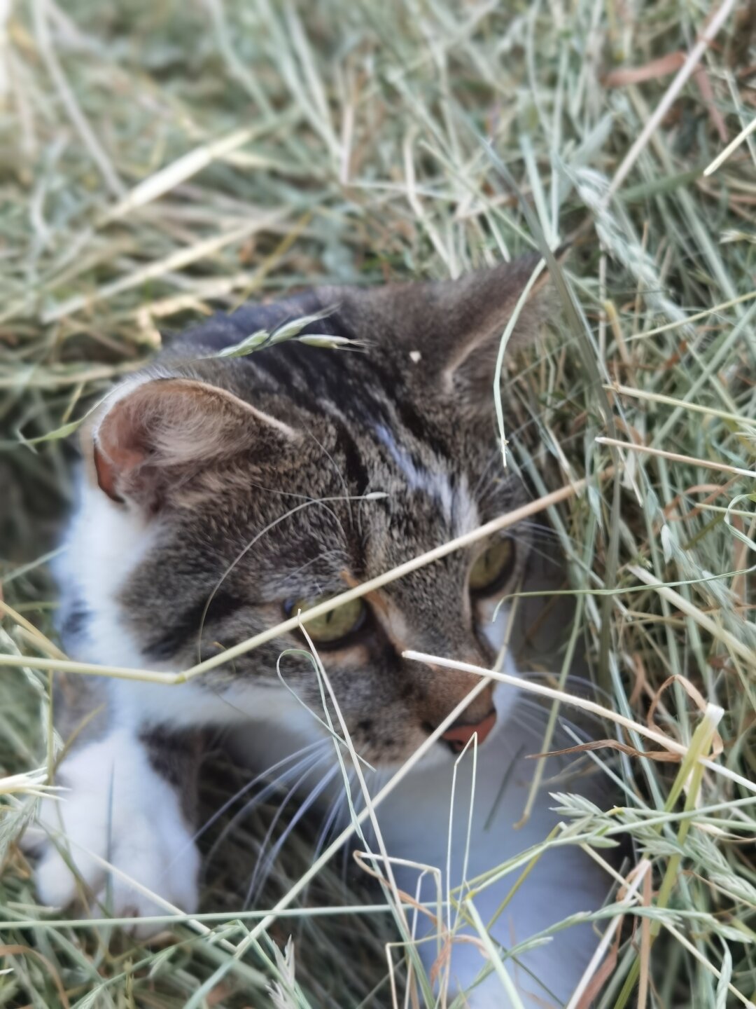 Unser Kater beim Heu wenden, f&uuml;r &quot;seine&quot; Meerschweinchen