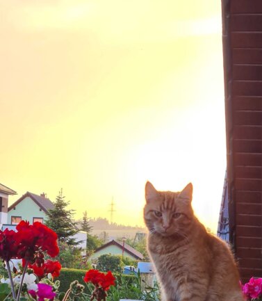 Hallo ich bin der Captain. Wohnhaft bin ich mit meinem Personal am Ortsrand von Br&uuml;nlos. Da ich etwas &auml;ngstlich bin beobachte ich, das Geschehen im Feld und Hof, am liebsten in sicherer Entfernung vom Balkon. Schaut her wie niedlich ich bin.