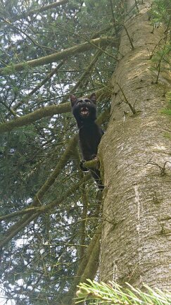 Loki wurde mit seinen Geschwistern ausgesetzt, als sie wenige Wochen alt waren. Wir haben ihn mit ca. 8 Wochen dann bekommen und aufgep&auml;ppelt. Seine ersten Freig&auml;nge endeten auf dem Baum vom Nachbarn. Er schrie herzzerrei&szlig;end und als er wieder unten war, war er voller Harz.