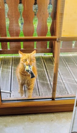 &quot;Mamiii lass mich wieder rein! Schau mal was ich hab, ich schw&ouml;re ich hab's nicht gefangen. Er war einfach in meinem Mund. Darf ich ihn bitte bitte bitte behalten? Ich lass ihn auch in der Wohnung wieder frei. (Vogel wurde gerettet)