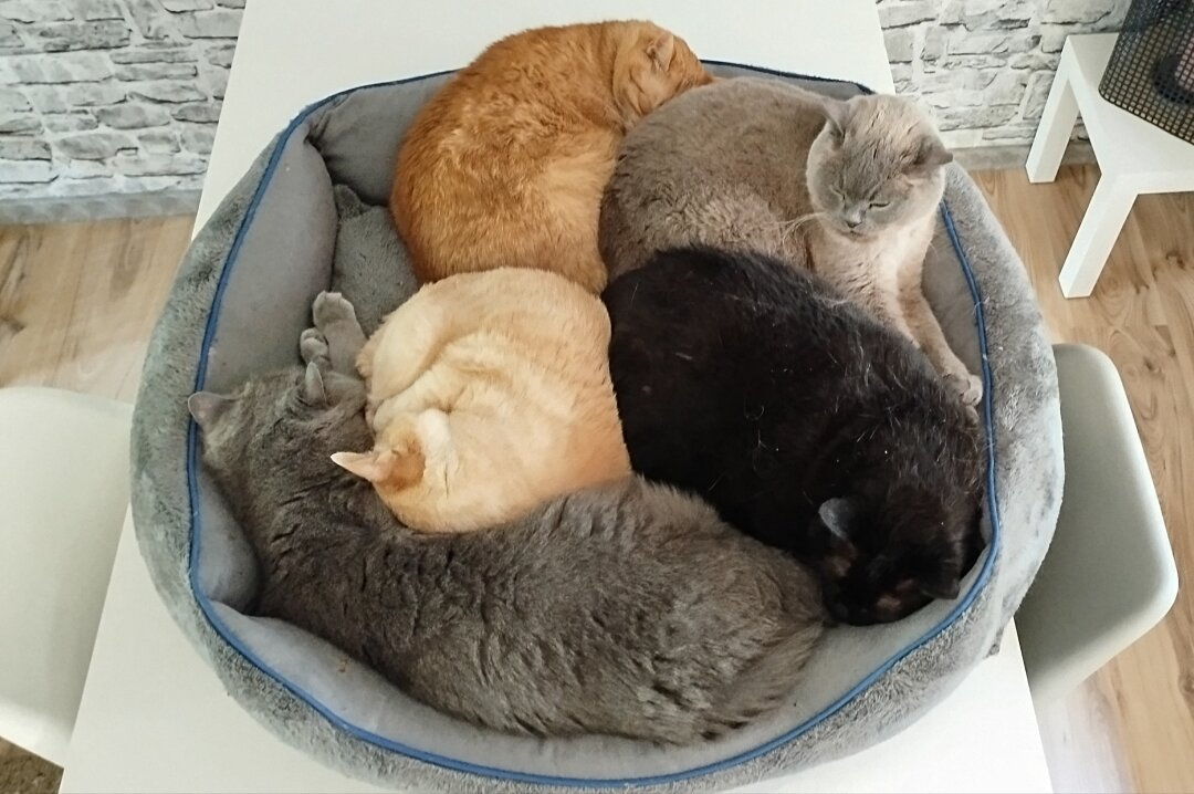 Meine Kater-Bande ist im Alter von 8 bis 14 Jahren und ich habe sie alle als kleine Kitten bekommen.<br />
Sie sind meine Familie ??