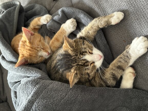 Hallo :) <br />
Wir sind Oskar und Simba. Wir leben in einer ganz tollen Familie mit 3 Kindern. Wir lieben alle unsere Menschen &amp; sie lieben uns von ganzem Herzen. Ich , Oskar, hatte damals einen schlimmen Unfall und meine Katzenmama hat alles f&uuml;r mich getan damit ich weiter leben darf. Sie hat mich 24/7 gepflegt und war immer f&uuml;r mich da. Mein Katzenkumpel Simba kam letztes Jahr zu uns, als mein anderer treuer Freund auf dragische Weise durch den Menschen ums Leben kam&hellip; sie haben ihn einfach aus dem Leben gerissen und ich hab meinen Freund verloren. Ich und auch meine Besitzer waren sehr sehr traurig ????&hellip; meine Mama wollte aber nicht das ich alleine bleiben muss , immerhin war ich nie alleine und schenkte mir meinen neuen Wegbegleiter Simba. Das war vielleicht ein R&uuml;pel, das kann ich euch sagen &hellip; Anfangs war ich ziemlich genervt von dem jungen H&uuml;pfer aber jetzt&hellip; kann ich mir keine Minute mehr ohne ihn vorstellen. Da wo ich bin, ist auch er &amp; ein gemeinsames Dinner und Mittagschl&auml;fchen ist immer drin ???????? Unsere Mama erm&ouml;glicht uns alles &amp; w&uuml;rde auch alles f&uuml;r uns tun. Daf&uuml;r sind wir ihr sehr dankbar. <br />
<br />
Liebe Gr&uuml;&szlig;e euer Oskar <br />
<br />
Ps: Ich bin der graugetigerte Kater