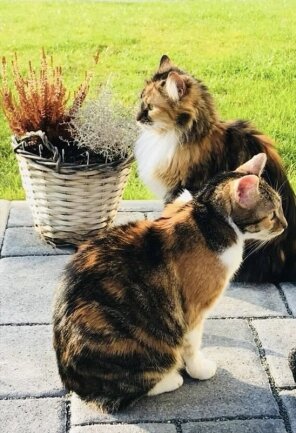 Hier sind unsere 2 Katzenomis. Filinchen ist 18 Jahre alt und vollj&auml;hrig. Jetzt kann sie w&auml;hlen und Auto fahren. Waldtraud, eine Norwegische Waldkatze ist 16 und hei&szlig;t Waldtraud, weil sie sich allein in den Wald traut.