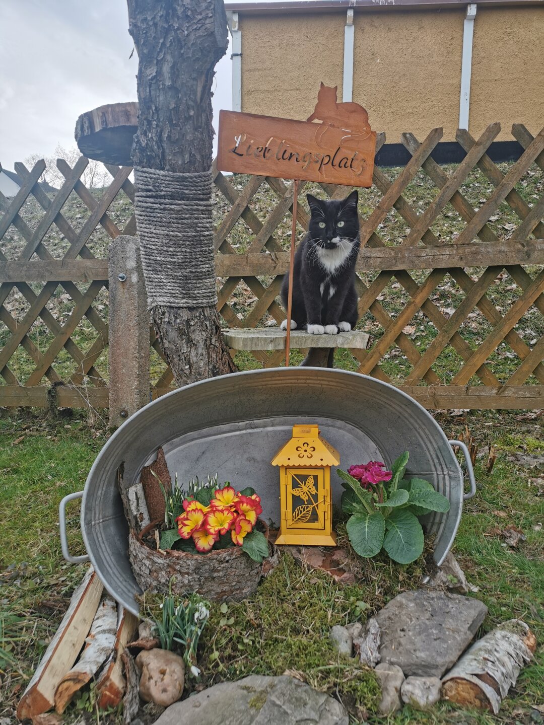 Meine Liqui Moly war EIGENTLICH nur ein Pflegek&auml;tzchen, was ich aus dem Tierheim zum p&auml;ppeln mit nach Hause genommen hab. Sie wurde mit 5 Wochen unter einer Hecke gefunden und war v&ouml;llig in Motoren&ouml;l getr&auml;nkt. Nat&uuml;rlich konnte ich die Maus nicht wieder abgegeben, nun wohnt sie hier mit ihrer Freundin und meinen 2 alten Kater Opis ??