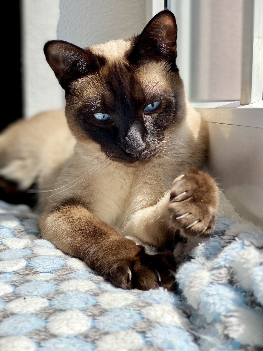 Frodo durfte als Kitten mit seiner Schwester Frida bei uns einziehen. Die beiden sind unzertrennlich, und es gibt sie nur im Doppelpack. <br />
Frodo ist ein absoluter Schmusekater und total entspannt. <br />
Wir haben uns einen Schmuser gew&uuml;nscht, aber nie im Leben mit einem so gro&szlig;en Kuschler gerechnet. Er ist ein absoluter Genie&szlig;er und erz&auml;hlt f&uuml;r sein Leben gern. ???? <br />
Zu Leckerlies sagt er nat&uuml;rlich auch nicht nein, und so manches Menschen-Essen darf auch nicht unbeobachtet rum stehen.