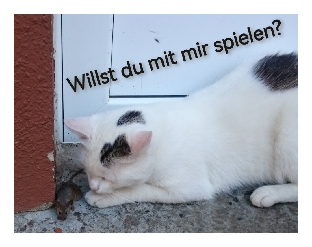 Hallo, ich bin Benny!<br />
Als ich klein war, fand mich mein Herrchen vor einem Tierheim,<br />
wo ich ausgesetzt wurde.<br />
Seitdem habe ich ein sch&ouml;nes<br />
Zuhause mit ganz viel Platz und<br />
Freigang.<br />
                   Euer Benny