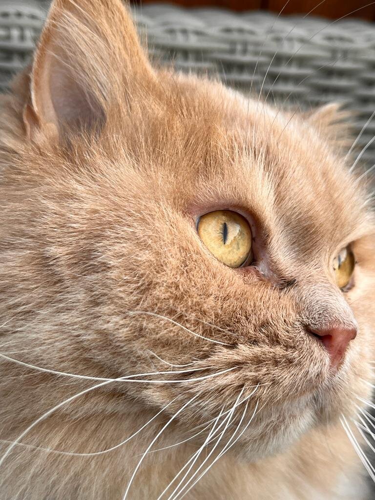 Mickey ist ein cremefarbener British Langhaar Kater. Er wei&szlig; genau, was er will und  ist total verw&ouml;hnt. Er spielt gern den Herrn im Haus und beansprucht regelm&auml;&szlig;ig seine Kuscheleinheiten mit uns.