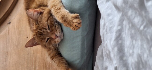 Ich bin sehr pflegeleicht. Nur beim Essen bevorzuge ich eine bestimmte Sorte Trockenfutter. Au&szlig;erdem bin ich Fremden gegen&uuml;ber ziemlich scheu und verstecke mich dann meist im hintersten Winkel unter einem Bett. Ansonsten fege ich auch mal durch die Wohnung und fange die eine oder andere Fliege und wenn ich nicht gerade schlafe, dann &auml;rgere ich nur durch meine Anwesenheit die Rotschw&auml;nzchen. Achja, und wenn es windig ist,  traue ich mich nicht vor die T&uuml;r.