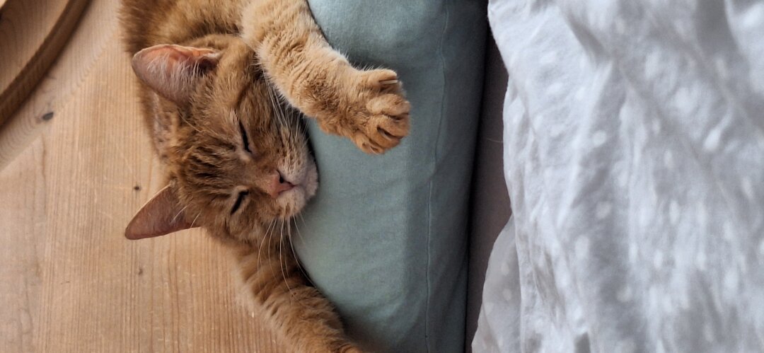 Ich bin sehr pflegeleicht. Nur beim Essen bevorzuge ich eine bestimmte Sorte Trockenfutter. Au&szlig;erdem bin ich Fremden gegen&uuml;ber ziemlich scheu und verstecke mich dann meist im hintersten Winkel unter einem Bett. Ansonsten fege ich auch mal durch die Wohnung und fange die eine oder andere Fliege und wenn ich nicht gerade schlafe, dann &auml;rgere ich nur durch meine Anwesenheit die Rotschw&auml;nzchen. Achja, und wenn es windig ist,  traue ich mich nicht vor die T&uuml;r.