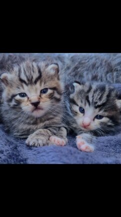 Diesen Fr&uuml;hling ist mir die Mama von Simba und Charlie zugelaufen und brachte vor einigen Wochen die Kleinen zur Welt.