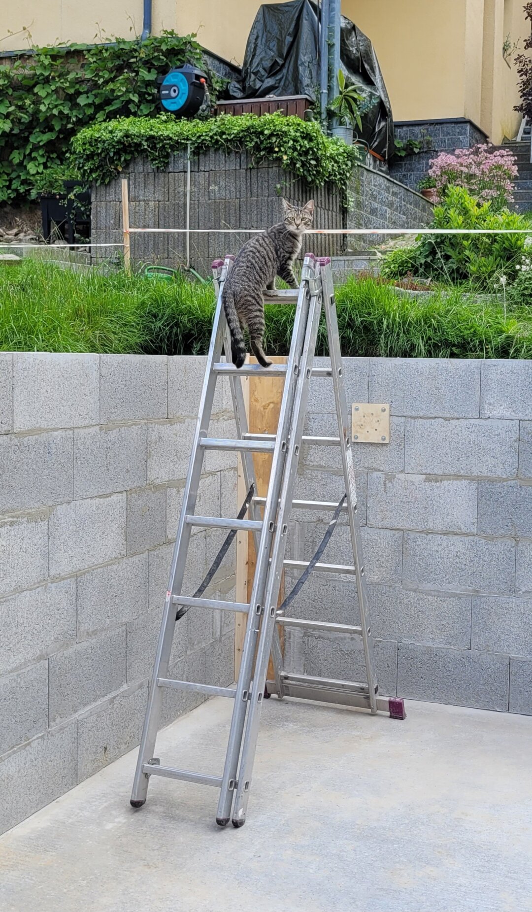 Unser Leitermann Rudi ist ein sehr neugieriger junger Kater der es liebt mit seiner Schwester durch den Garten zu toben.