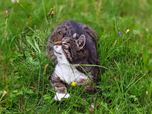 Im Alter von 3 Monaten wurde ich schwer verletzt auf dem Friedhof in Treuen gefunden und bei einem &ouml;rtlichen Tierarzt abgegeben, wo mir zuf&auml;llig meine &quot;neue&quot; Familie begegnete. Vor dem Tierheim gerettet, habe ich - gl&uuml;cklicherweise nur mit wenigen dauerhaften Beeintr&auml;chtigungen - ein tolles Zuhause gefunden