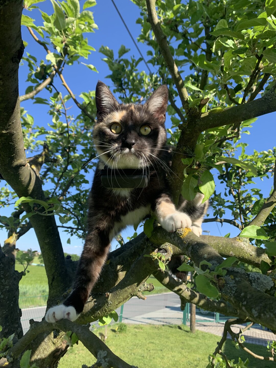 Frieda haben wir seit fast einem Jahr.Sie ist mein ein und alles &hellip;Ich liebe Tiere &uuml;ber alles.Wir haben insgesamt 2 Katzen,2 Kaninchen und einen Igel zum auswildern zuhause