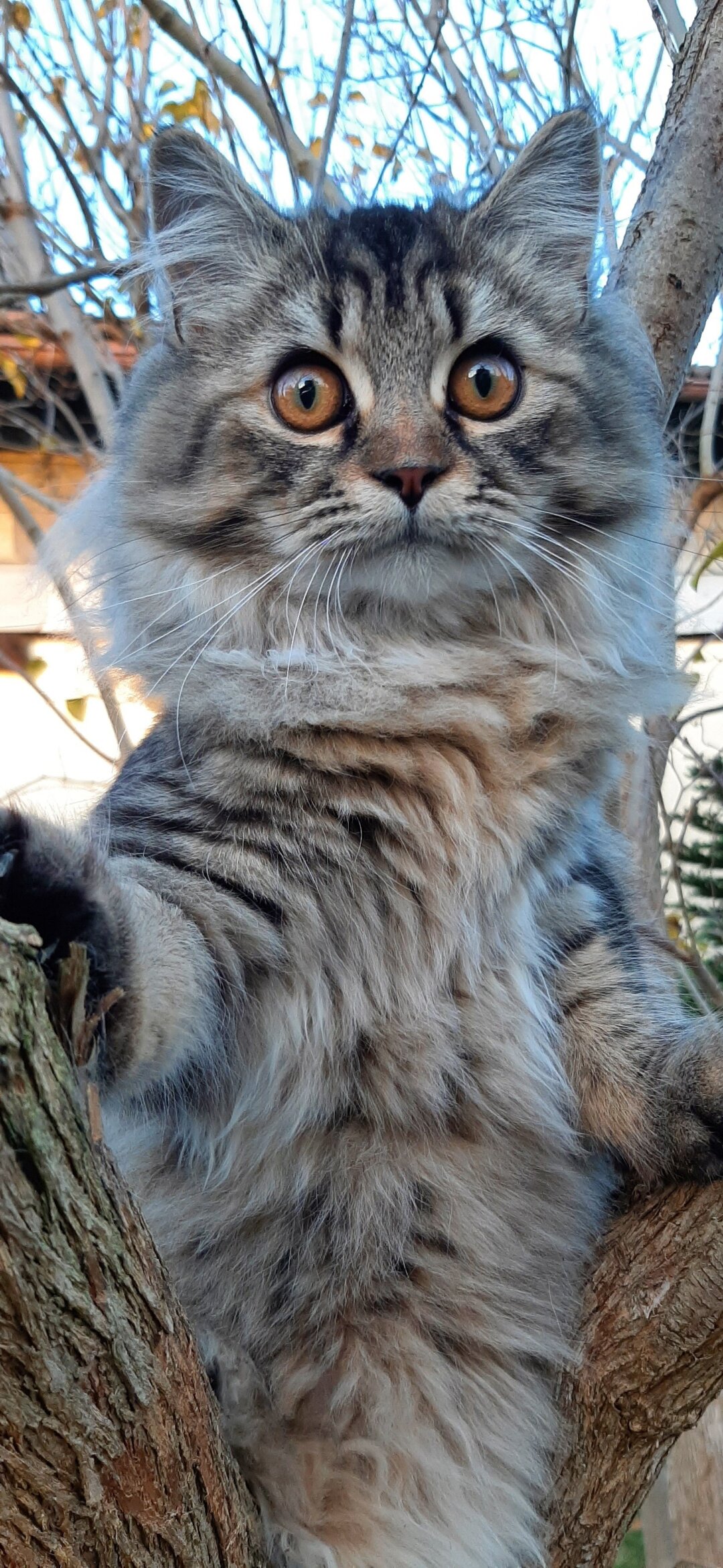 Pauline ist eine Stubenkatze, geht aber auch an der Leine gerne mit in den Garten. Sie ist unser Sonnenschein, h&auml;lt uns aber auch ganz sch&ouml;n auf Trapp.