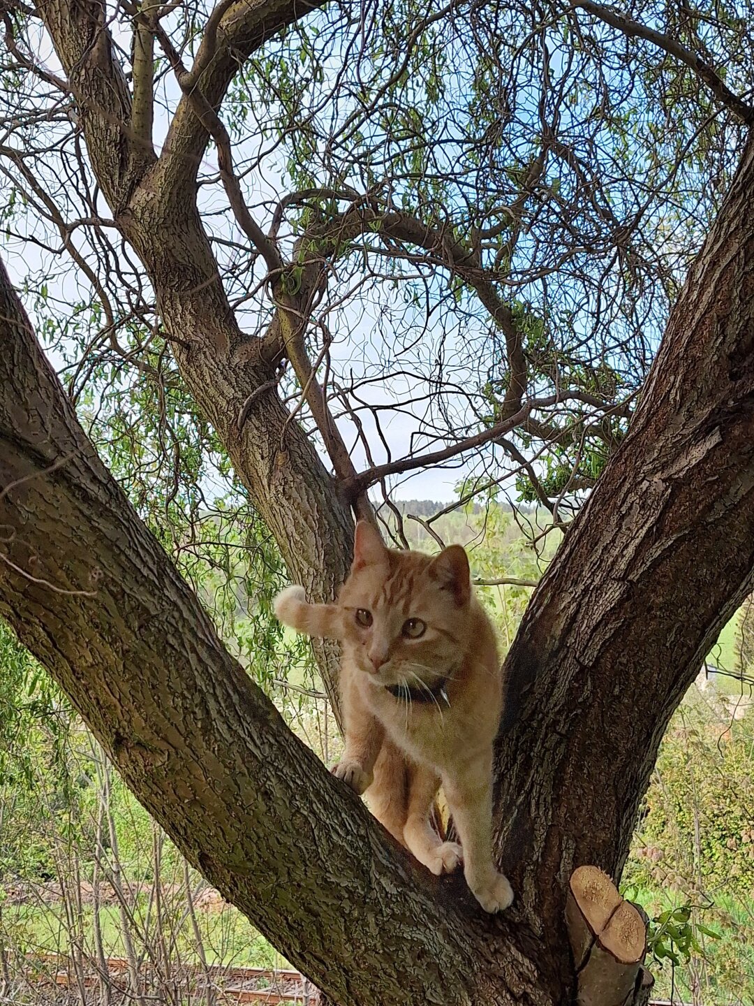 Unser Mann im Haus. <br />
Socke genie&szlig;t es ,sich frei im Haus und Garten bewegen zu d&uuml;rfen. <br />
Und vor 5 Jahren ist er durch einen sch&ouml;nen Zufall in unseren M&auml;delshaushalt, von meiner Tochter und mir gekommen.<br />
Er tut uns allen gut!<br />
Er geh&ouml;rt eben einfach zur Familie!