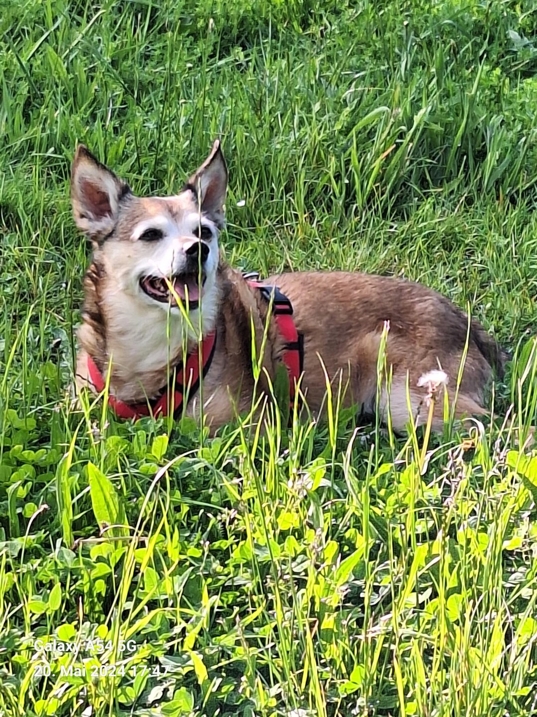 Chanel ist eine sehr liebe und aufgeweckt H&uuml;ndin, ist stets sehr interessiert was in ihrer Umgebung passiert. Wir haben Chanel vor 2 Jahren zu uns genommen,  da ihr Vorbesitzer sich nicht mehr so k&uuml;mmern konnte.<br />
Keinen Tag haben wir bereut ,ihr ein neues Zuhause bei uns zu geben.<br />
Chanel bereichert unseren Alltag sehr  und sie ist ein wahrer Sonnenschein.