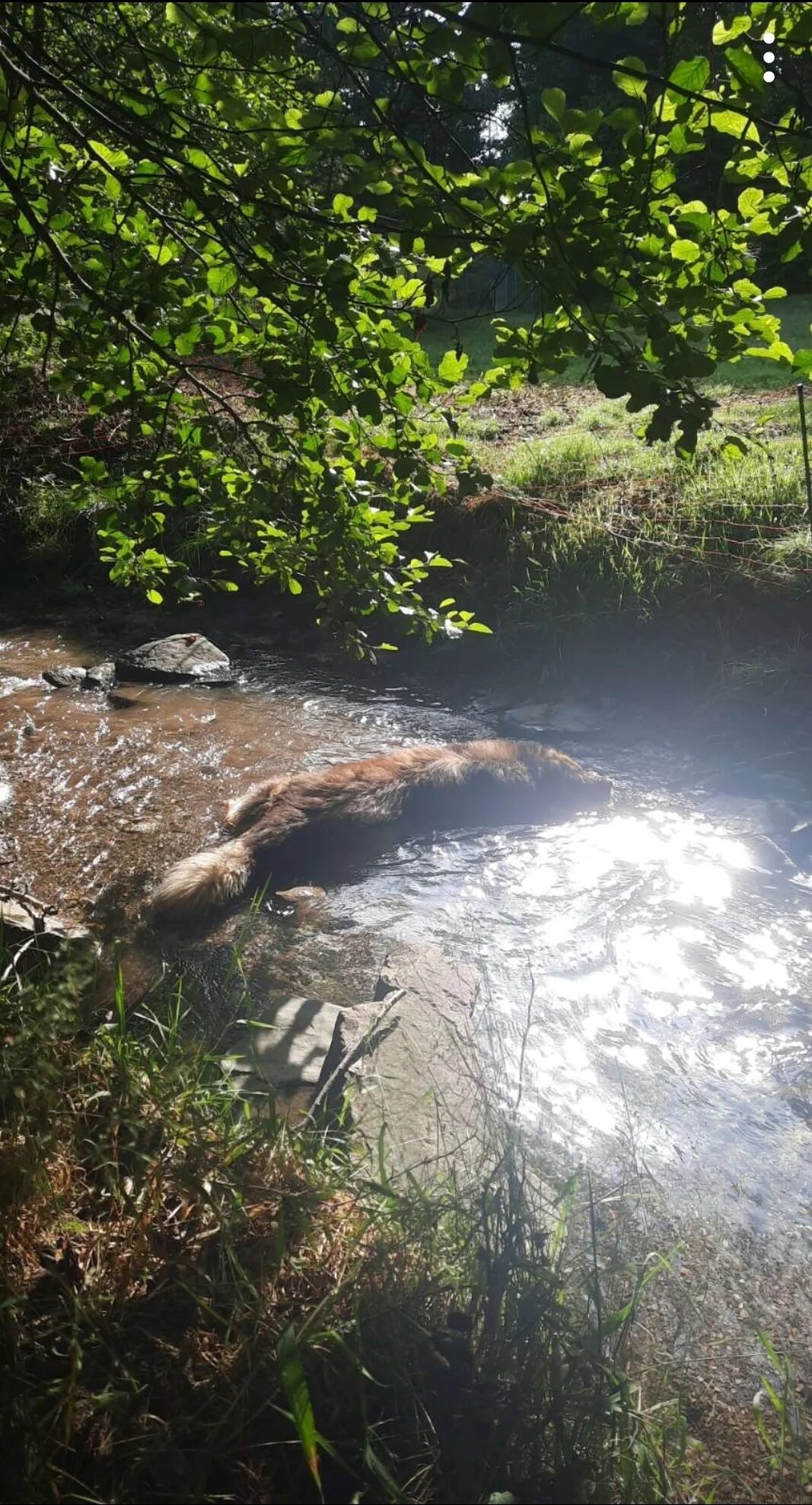 Alfred geht gerne schwimmen,liegt gerne im Bach oder im Schatten. Hauptsache bei hei&szlig;en Wetter nicht viel bewegen. Nachts wird er dann auch gern mal aktiv.