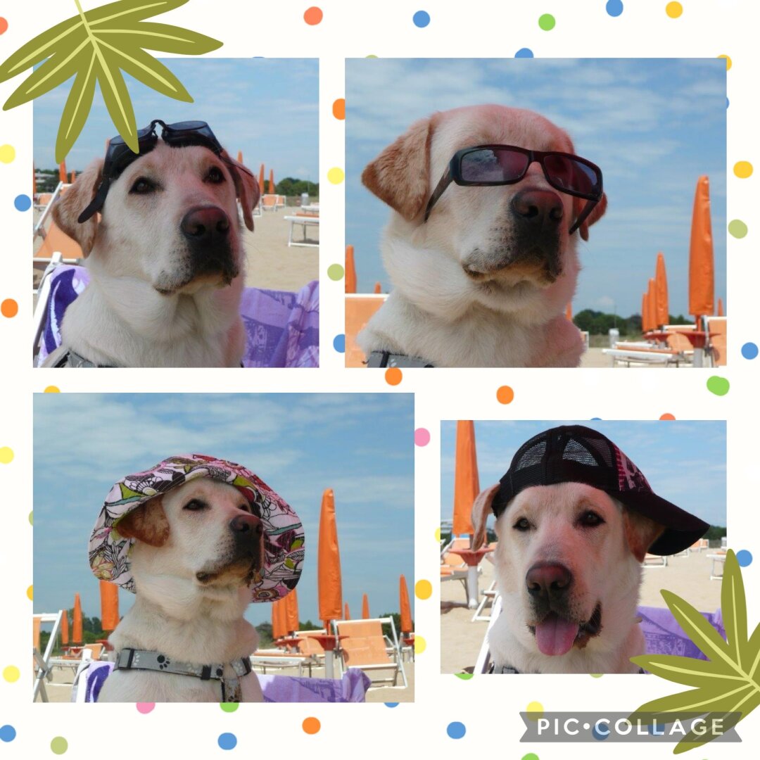 Chillen am Hundestrand in Italien